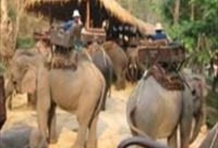 Elephant at Work & Home Industries Private Tour